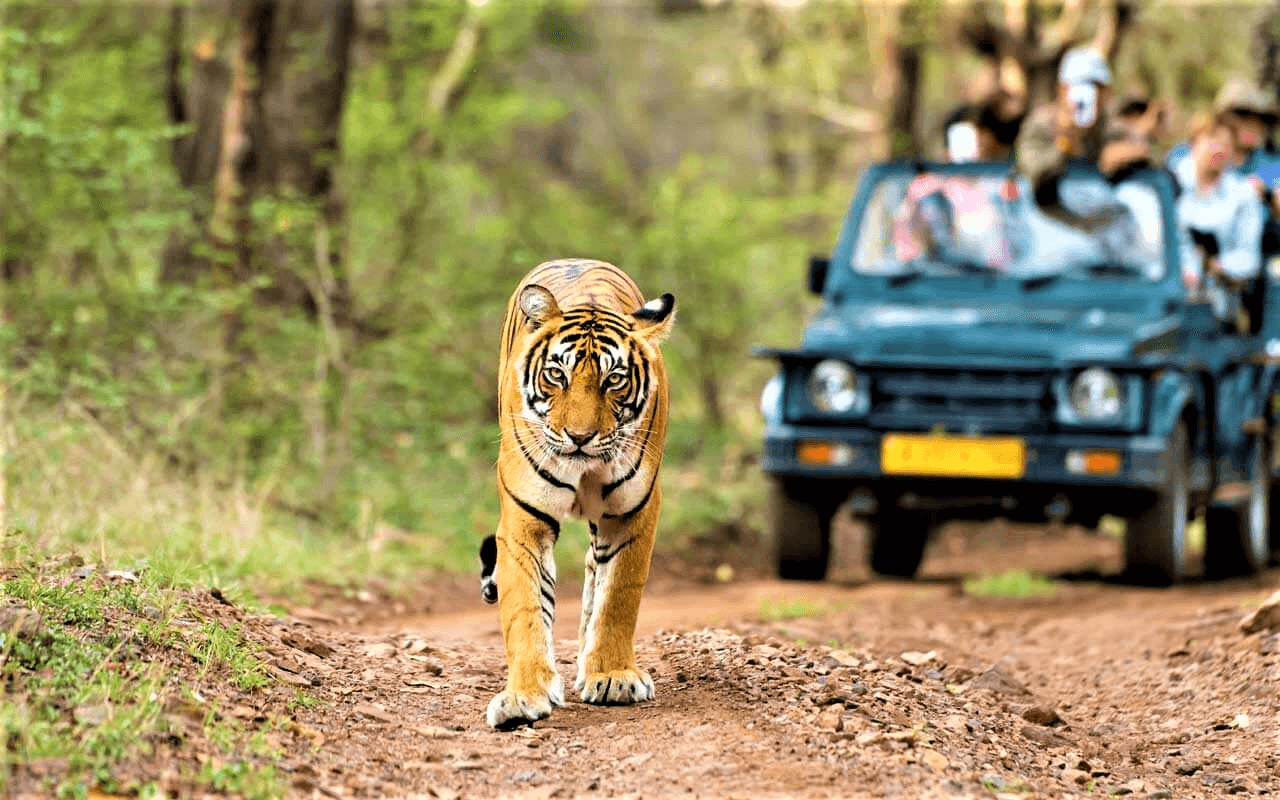 Amrabad Tiger Reserve | Room Booking